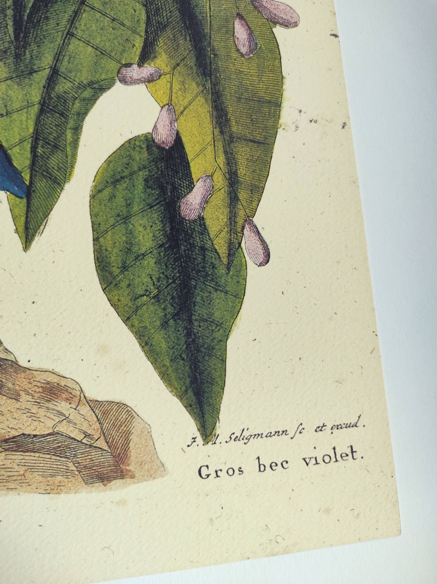 Old bird engraving - Gros Bec Violet - Animal and nature board by Seligmann & Catesby