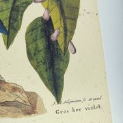 Old bird engraving - Gros Bec Violet - Animal and nature board by Seligmann & Catesby
