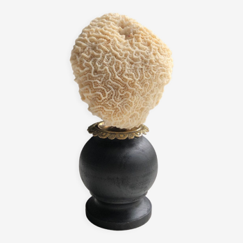 White coral under black wooden base with golden detail