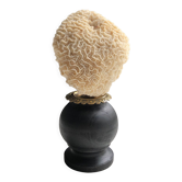 White coral under black wooden base with golden detail