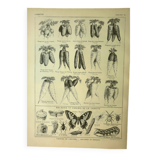 Planche botanique 1921 M. Dessertenne - Carotte du potager - Gravure ancienne — Beyit