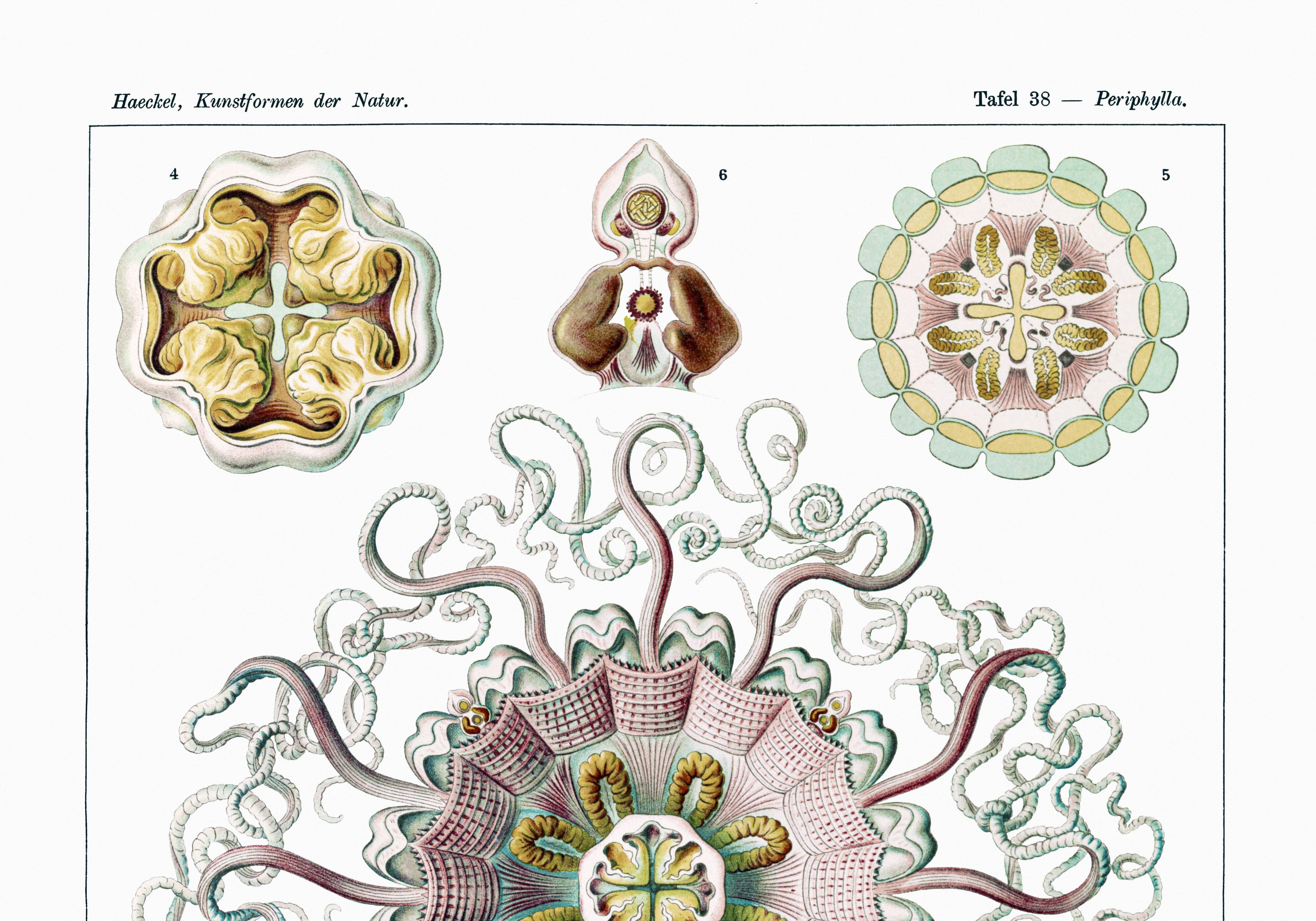 Poster about "umbrella jellyfish", based on an old lithograph