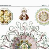 Poster about "umbrella jellyfish", based on an old lithograph