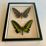 Framed Butterfly, 1960s