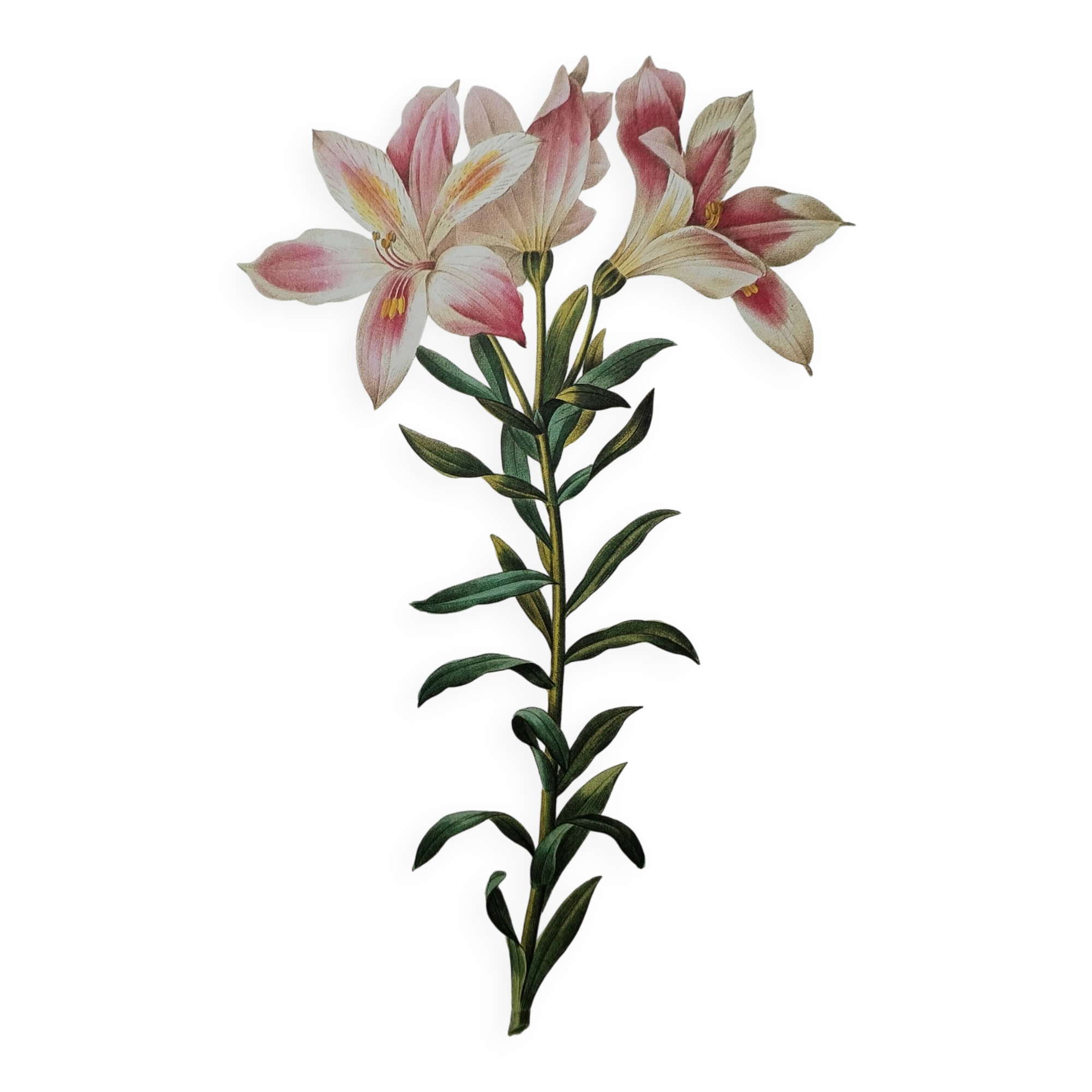 Planche illustrée originale Alstroemère pèlerine