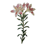 Planche illustrée originale Alstroemère pèlerine