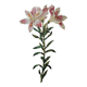 Original illustrated plate Alstroemeria pilgrim