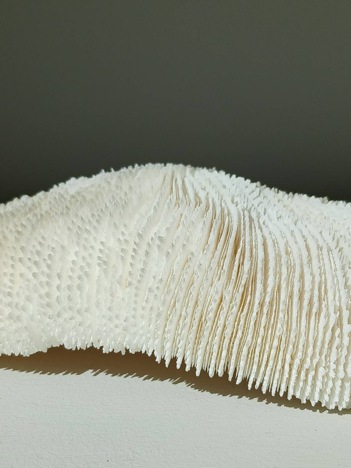 White Coral Fungia 24 cm