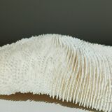 White Coral Fungia 24 cm