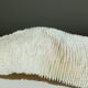 Corail blanc Fungia 24 cm