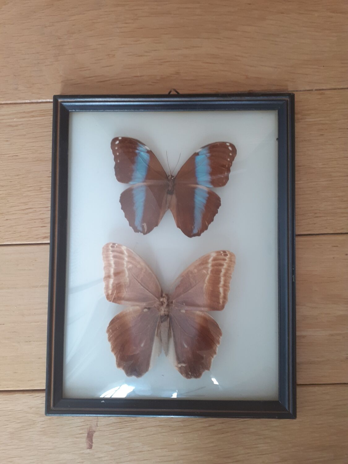 Lot de deux cadres de papillons exotiques