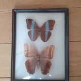 Set of two exotic butterfly frames