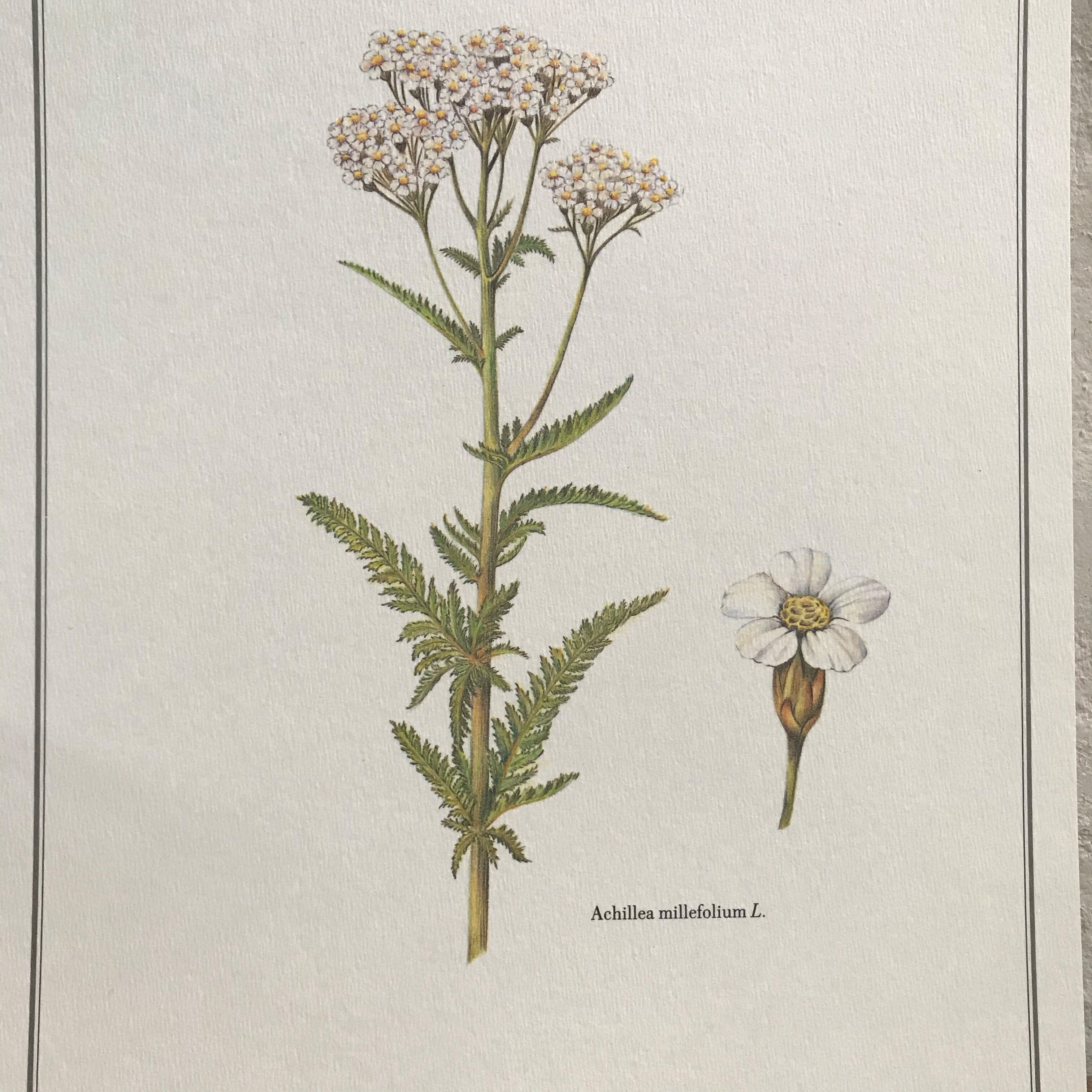 Botanical plank the Millefeuille