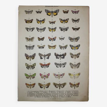 Planche ancienne de Papillons - Lithographie de 1887 - Ni - Illustration originale