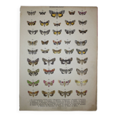 Old plate of Butterflies - Lithograph from 1887 - Neither - Original illustration