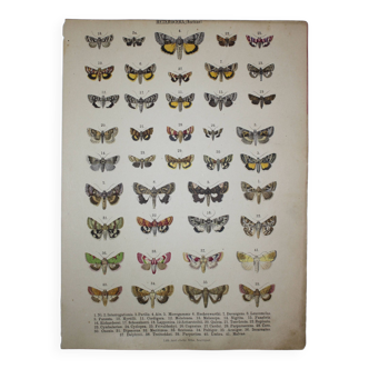 Planche ancienne de Papillons - Lithographie de 1887 - Ni - Illustration originale