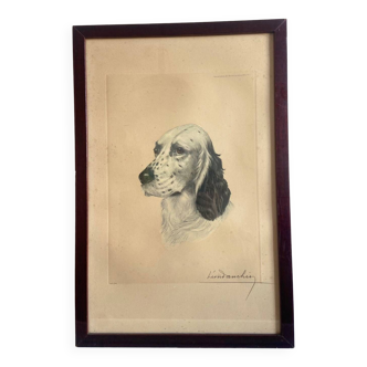 English Setter portrait