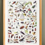 Poster about insects, based on a 1922 lithograph