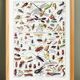 Poster about insects, based on a 1922 lithograph