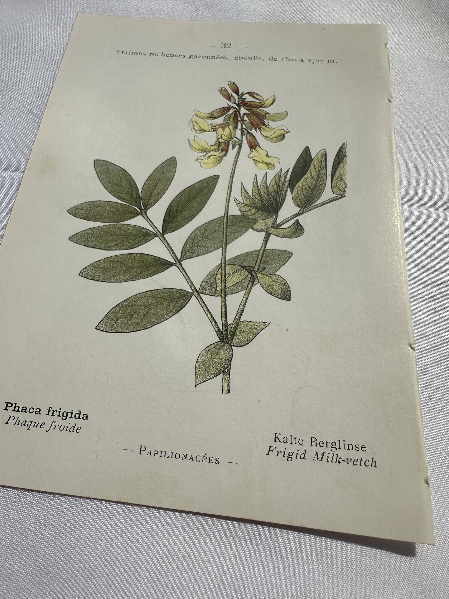 Botanical engraving naturalist plate flower plant of France