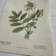 Botanical engraving naturalist plate flower plant of France