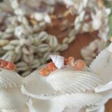 Shell pendant light