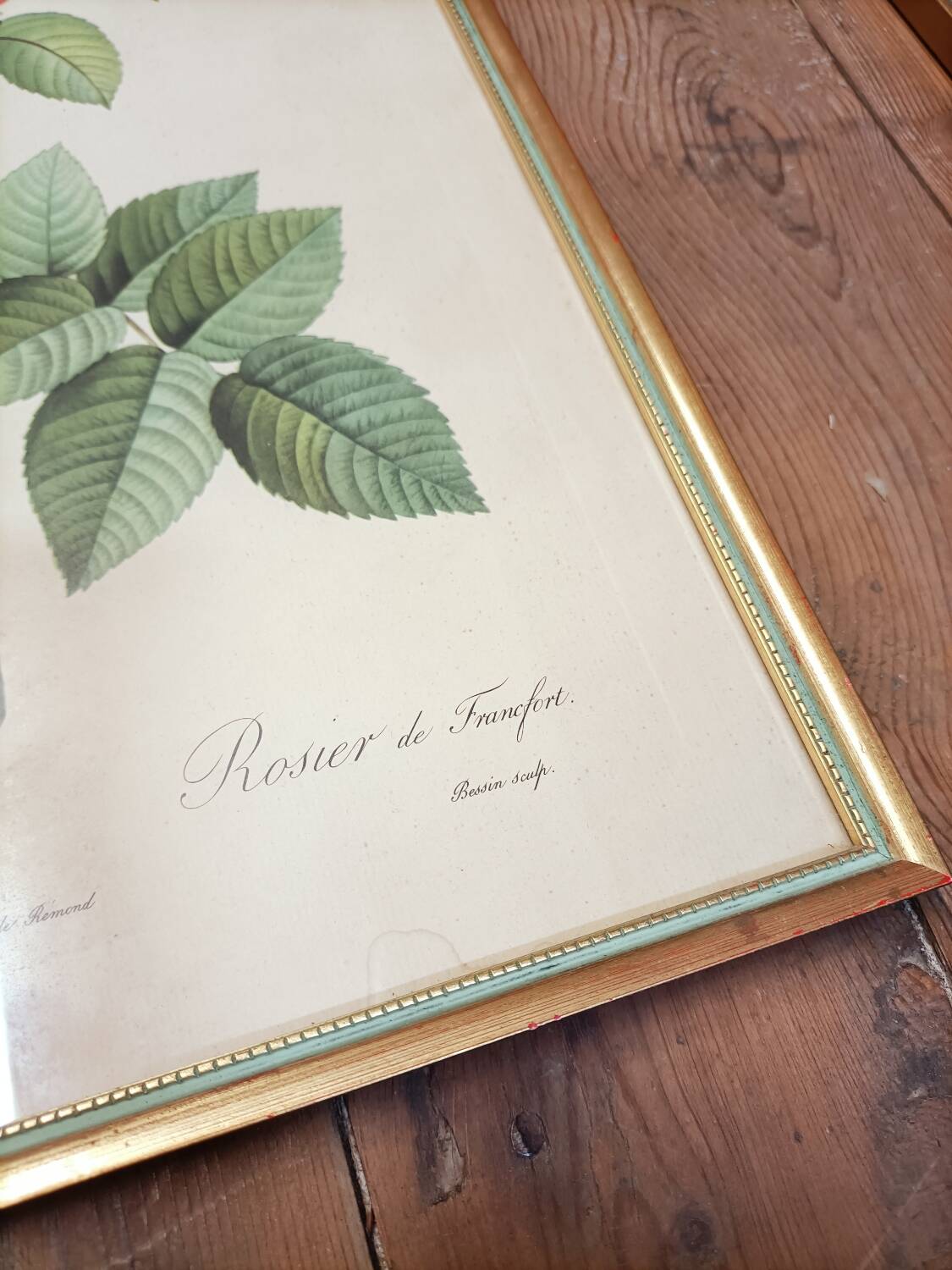 Lithograph PJ Redoute old pink