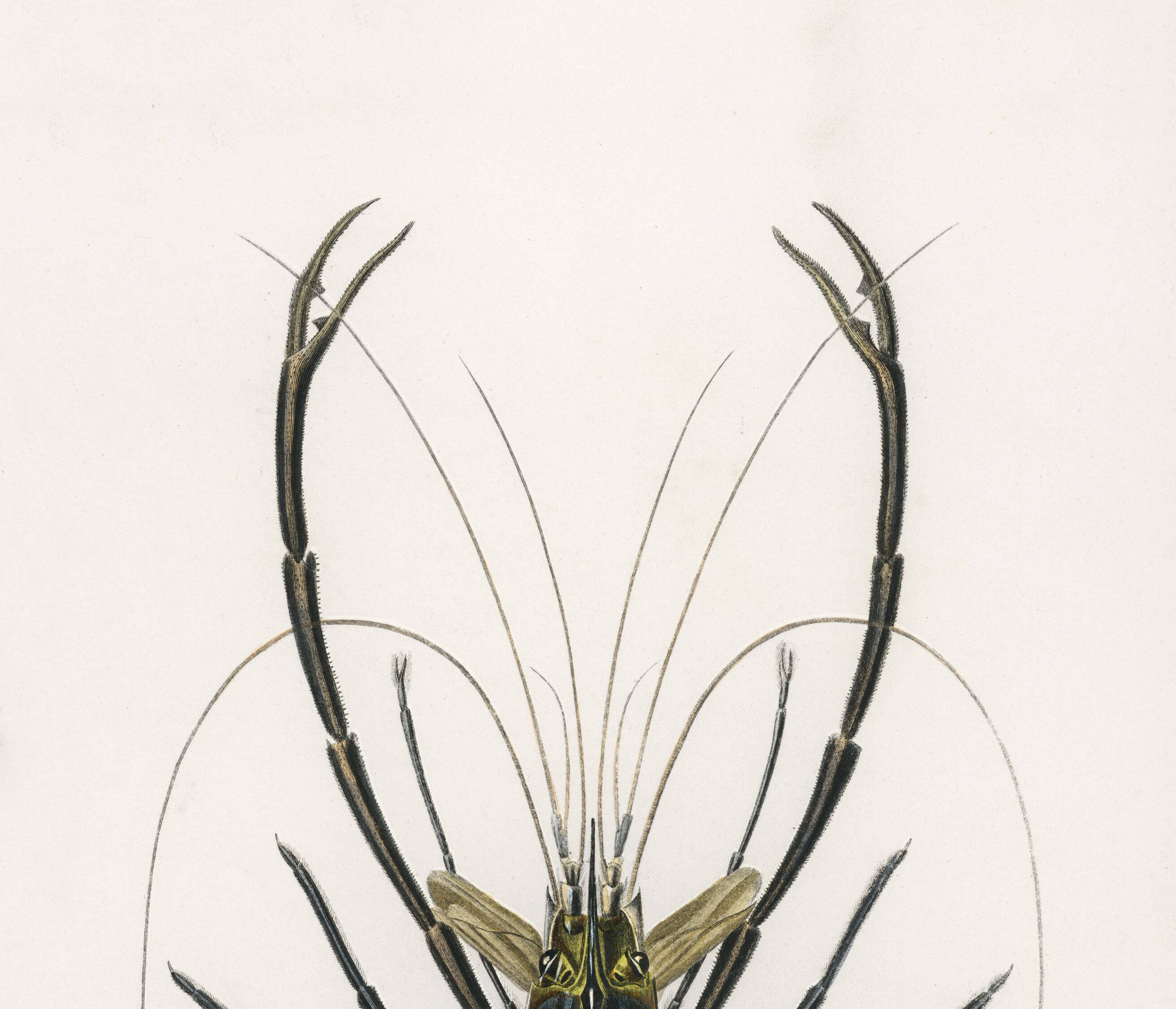 Affiche sur la crevette d'ornement, d’après une gravure ancienne de 1849.