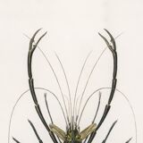 Affiche sur la crevette d'ornement, d’après une gravure ancienne de 1849.