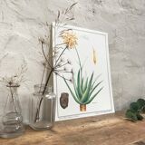 Botanical plank Aloes