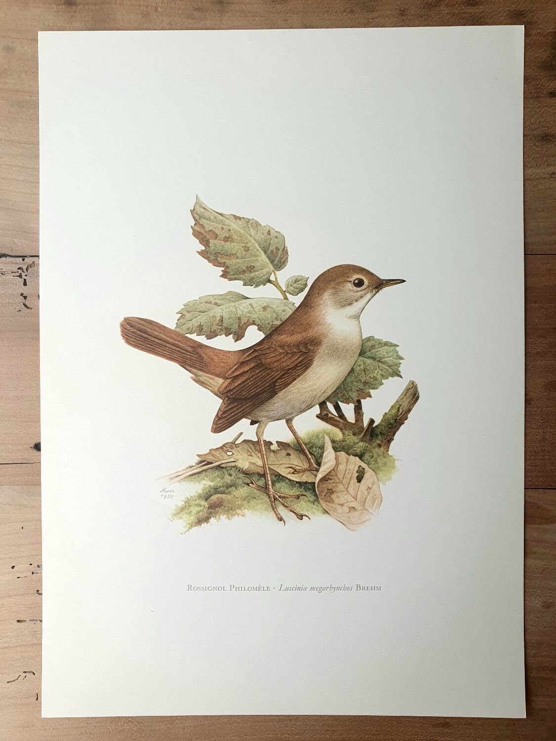 Nightingale philomela board