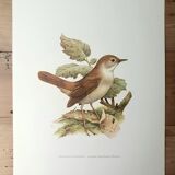 Nightingale philomela board