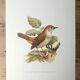 Nightingale philomela board