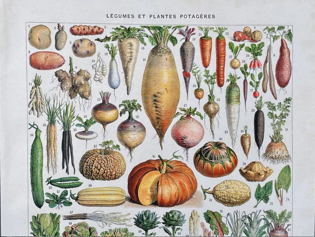 Illustration Millot "vegetables and vegetable plants"