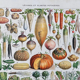 Illustration Millot "vegetables and vegetable plants"