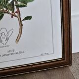 Mate botanical board under wooden frame