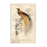 Antique engraving 1849 - Bird of Paradise by E.Travies