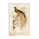 Antique engraving 1849 - Bird of Paradise by E.Travies