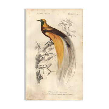 Antique engraving 1849 - Bird of Paradise by E.Travies