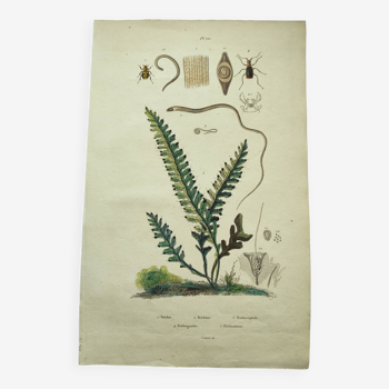 Gravure ancienne de 1838 -plante Trichostome- Planche coloriée à la main. botanique original