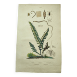 Gravure ancienne de 1838 -plante Trichostome- Planche coloriée à la main. botanique original