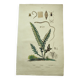 Gravure ancienne de 1838 -plante Trichostome- Planche coloriée à la main. botanique original