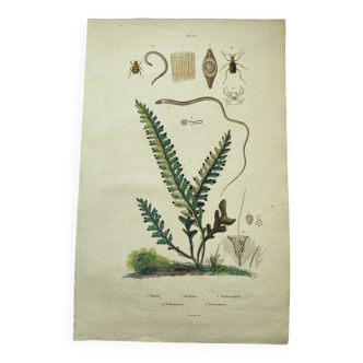 Gravure ancienne de 1838 -plante Trichostome- Planche coloriée à la main. botanique original