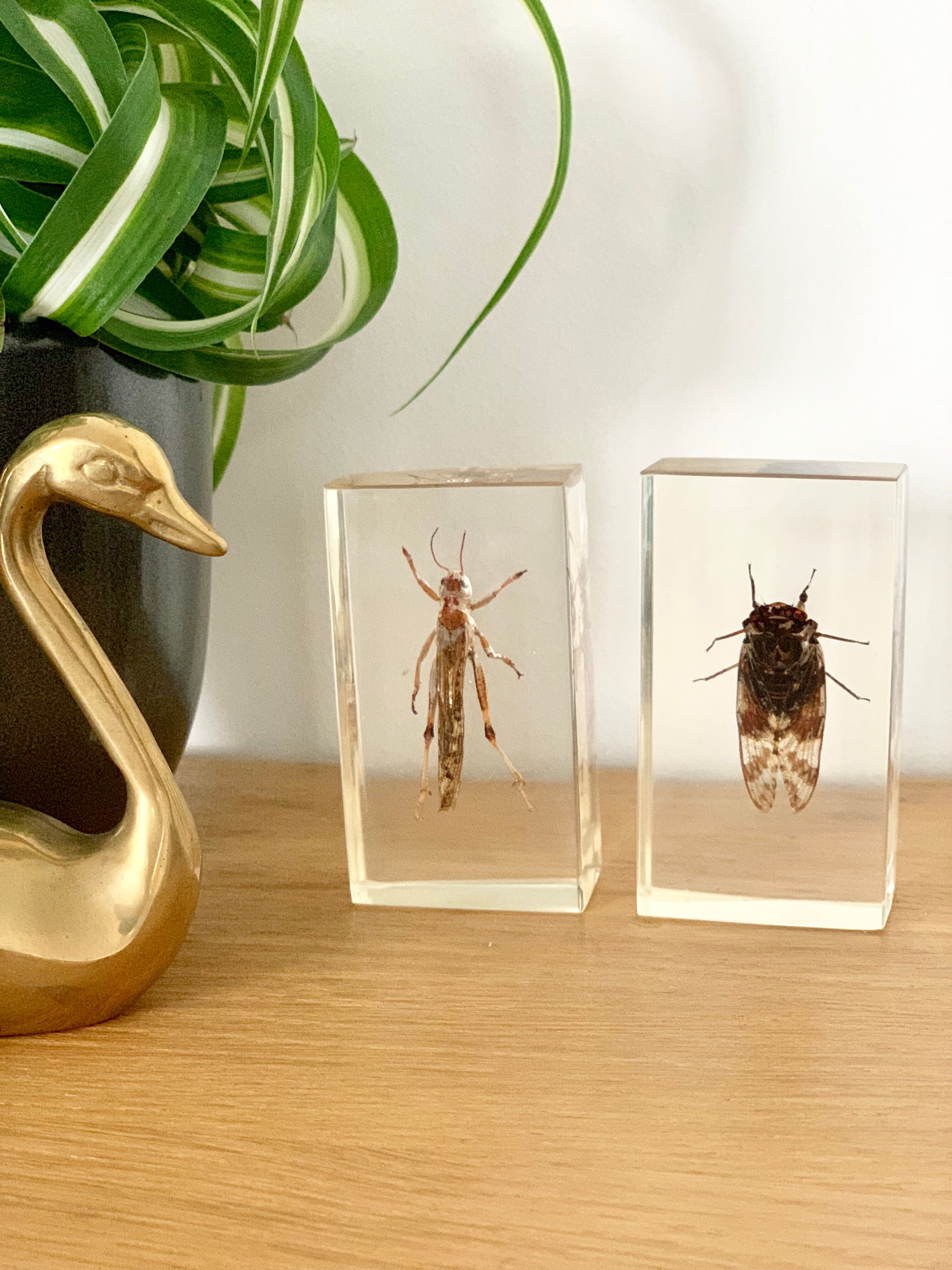 Insect duo under resin inclusion