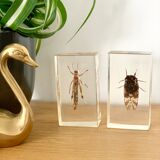 Insect duo under resin inclusion