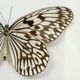 Asian Butterfly in Black Wooden Frame Insect Taxidermy Idea Idea