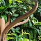 Baumann wooden parrot coat rack