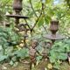 Pair of brass cherub candlesticks