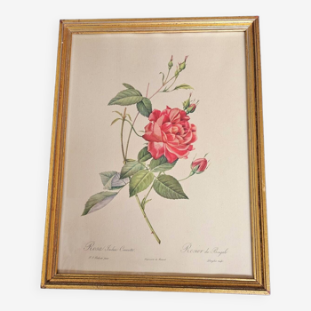 Bengal Rose Frame pj Redouté