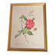 Bengal Rose Frame pj Redouté